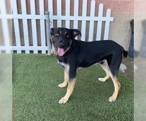 German Shepherd Dog-Unknown Mix Dogs for adoption in Modesto, CA, USA