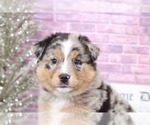 Small Photo #2 Australian Shepherd Puppy For Sale in BEL AIR, MD, USA