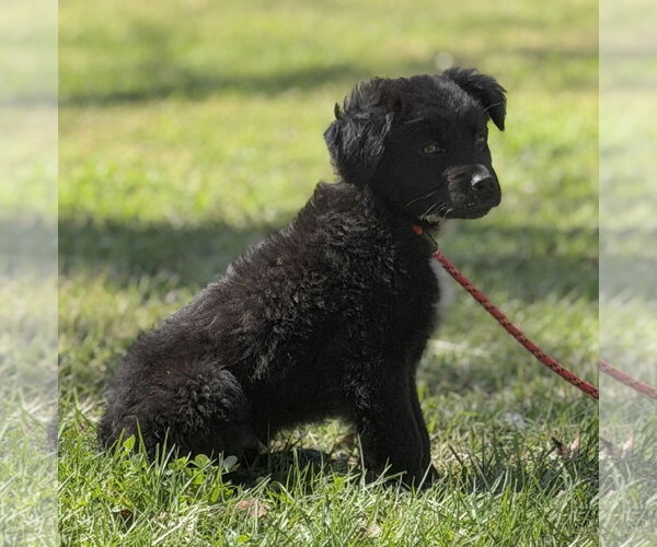 Medium Photo #4 Mutt Puppy For Sale in Yardley, PA, USA