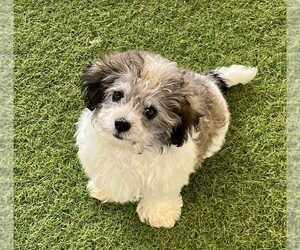 Havanese Puppy for sale in BERKLEY, MI, USA