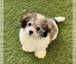 Small Havanese