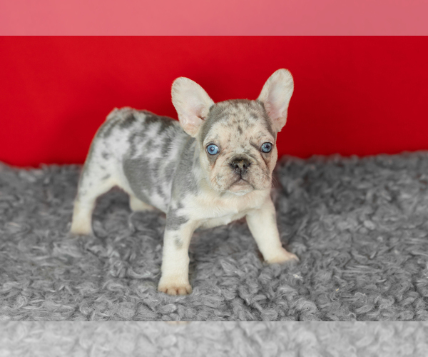 Medium Photo #4 French Bulldog Puppy For Sale in NAPPANEE, IN, USA