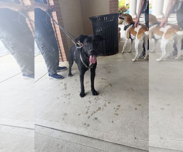 Medium Photo #4 Labrador Retriever-Unknown Mix Puppy For Sale in Silver Spring, MD, USA