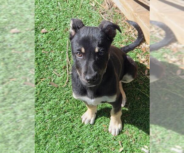 Medium Photo #1 Rottweiler-Siberian Husky Mix Puppy For Sale in Fremont, CA, USA