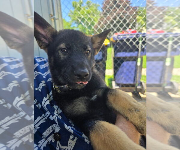 Medium Photo #3 German Shepherd Dog-Norwegian Elkhound Mix Puppy For Sale in Minneapolis, MN, USA