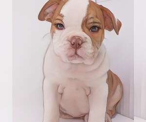 English Bulldog Puppy for sale in DOS PALOS, CA, USA