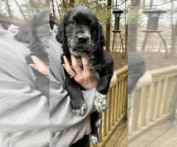 Medium Photo #4 Catahoula Leopard Dog-Labrador Retriever Mix Puppy For Sale in New York, NY, USA