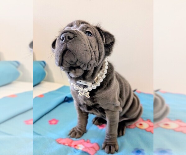 Medium Photo #7 Chinese Shar-Pei Puppy For Sale in MILAN, IL, USA