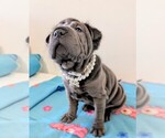 Puppy Puppy 5 Chinese Shar-Pei