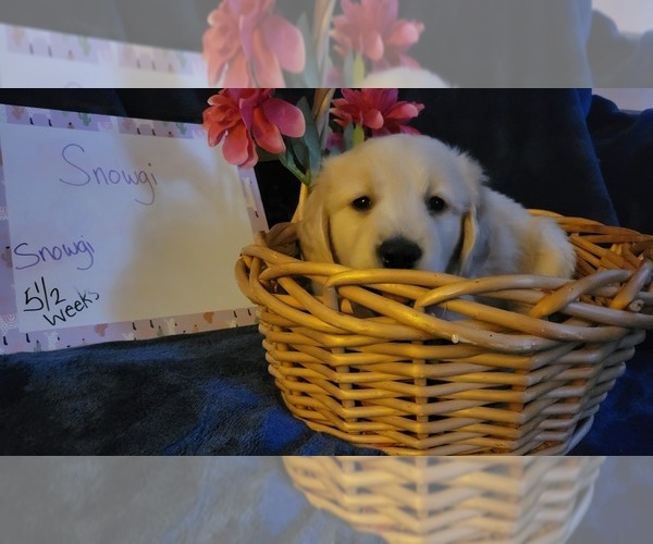 Medium Photo #14 Golden Retriever Puppy For Sale in VOORHEES, NJ, USA