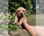 Small #1 Golden Retriever