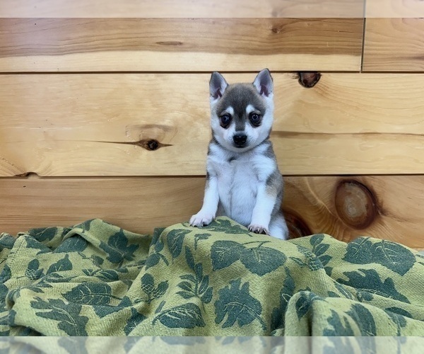 Medium Photo #7 Alaskan Klee Kai-Pomeranian Mix Puppy For Sale in ATHENS, WI, USA