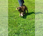 Small Mutt