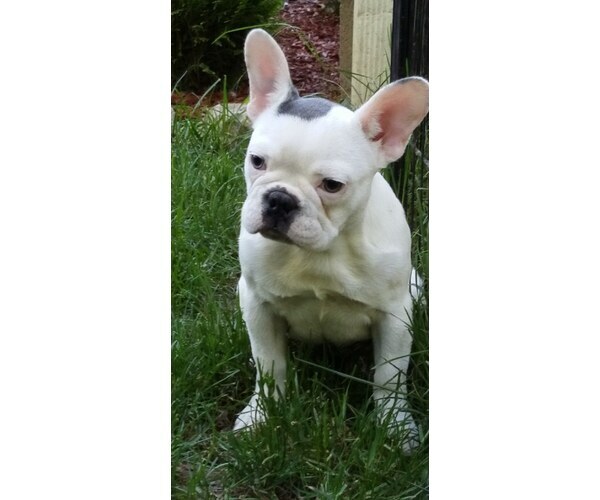 Medium Photo #8 French Bulldog Puppy For Sale in CARVER, OR, USA