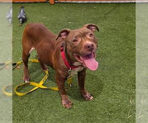 Mutt Dogs for adoption in Las Vegas, NV, USA