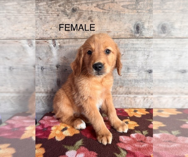 Medium Photo #10 Golden Retriever Puppy For Sale in VERMONTVILLE, MI, USA