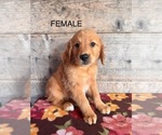 Small #9 Golden Retriever