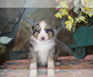 Miniature Australian Shepherd Puppy for sale in WESTFIELD, MA, USA