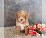 Small #2 Poodle (Miniature)
