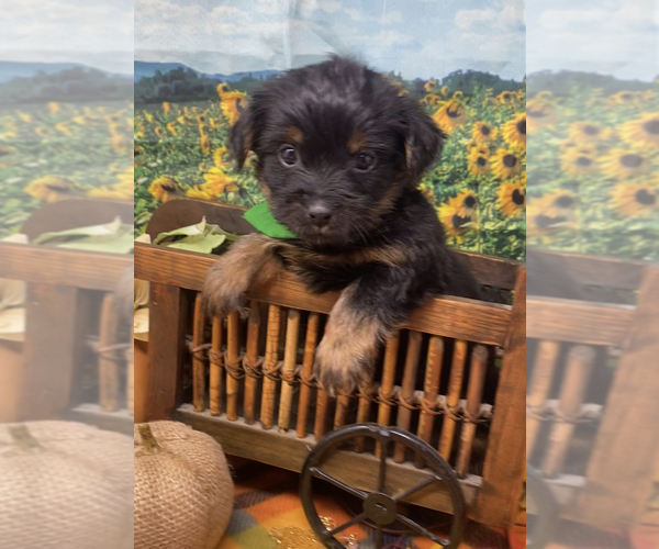 Medium Photo #17 Shorkie Tzu Puppy For Sale in SELLERSBURG, IN, USA