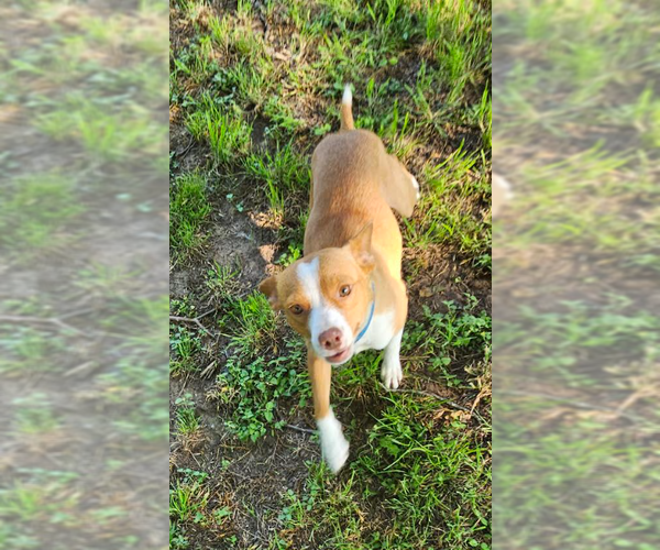 Medium Photo #4 Mutt Puppy For Sale in Cranston, RI, USA