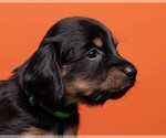 Small Photo #26 Dachshund Puppy For Sale in CROWLEY, TX, USA