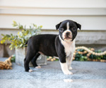 Puppy Fiona Boston Terrier