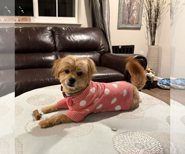 Medium Photo #2 Mutt Puppy For Sale in Arlington, VA, USA