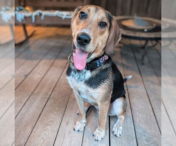 Medium Photo #8 Mutt Puppy For Sale in Vail, AZ, USA