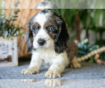 Puppy Wendy Cocker Spaniel