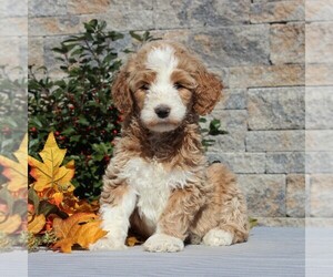 Goldendoodle-Poodle (Standard) Mix Puppy for sale in HONEY BROOK, PA, USA