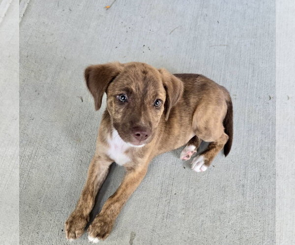 Medium Photo #2 Mutt Puppy For Sale in Hillsboro, MO, USA