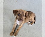 Small #1 Mutt