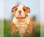 Small Photo #41 English Bulldog Puppy For Sale in WARSAW, IN, USA