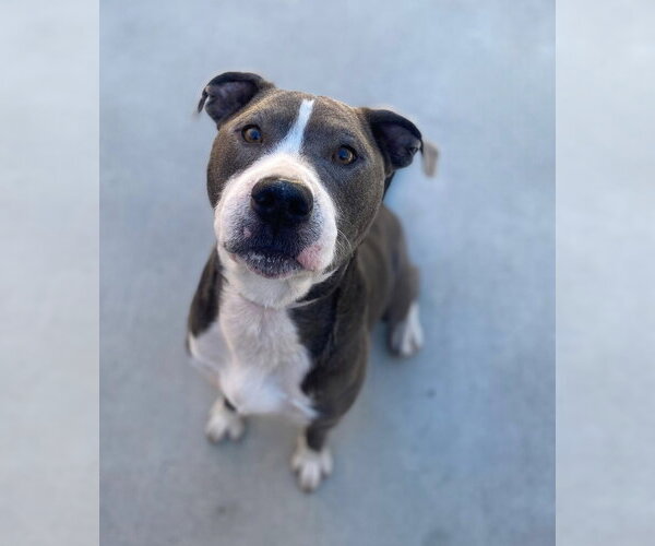 Medium Photo #2 American Pit Bull Terrier Puppy For Sale in Salinas, CA, USA