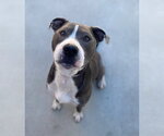 Small #1 American Pit Bull Terrier