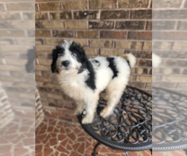 Medium Photo #8 Pyredoodle Puppy For Sale in BIRMINGHAM, AL, USA