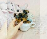 Small Photo #8 Yorkshire Terrier Puppy For Sale in PEMBROKE PINES, FL, USA
