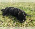 Small Photo #10 Labradoodle Puppy For Sale in VERGENNES, IL, USA