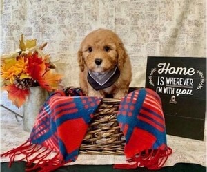 Cavapoo-Poodle (Miniature) Mix Puppy for sale in ORO VALLEY, AZ, USA