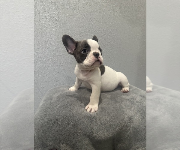 Medium Photo #2 French Bulldog Puppy For Sale in NEW ORLEANS, LA, USA