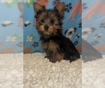Small Photo #2 Yorkshire Terrier Puppy For Sale in MARTINSVILLE, IN, USA