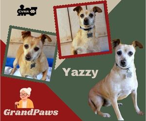 Yazzy (GrandPaws) - Female Chihuahua-Unknown Mix Dog for Adoption - Photo #2