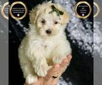 Puppy Cheddar F1 Maltipoo