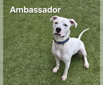 Small #1 American Pit Bull Terrier