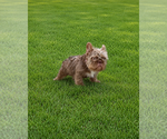 Small #5 French Bulldog