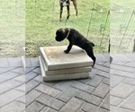 Small Photo #4 Boxer Puppy For Sale in ORLANDO, FL, USA