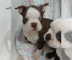 Boston Terrier Puppy for sale in BEND, OR, USA