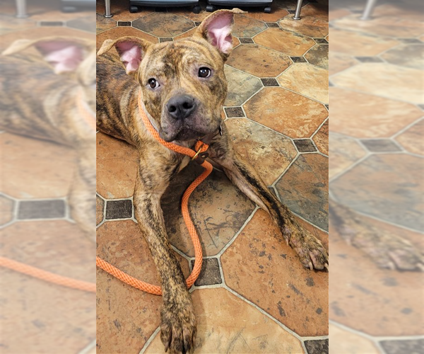 Medium Photo #4 American Staffordshire Terrier-Boxer Mix Puppy For Sale in Minneapolis, MN, USA