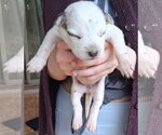 Small Mutt